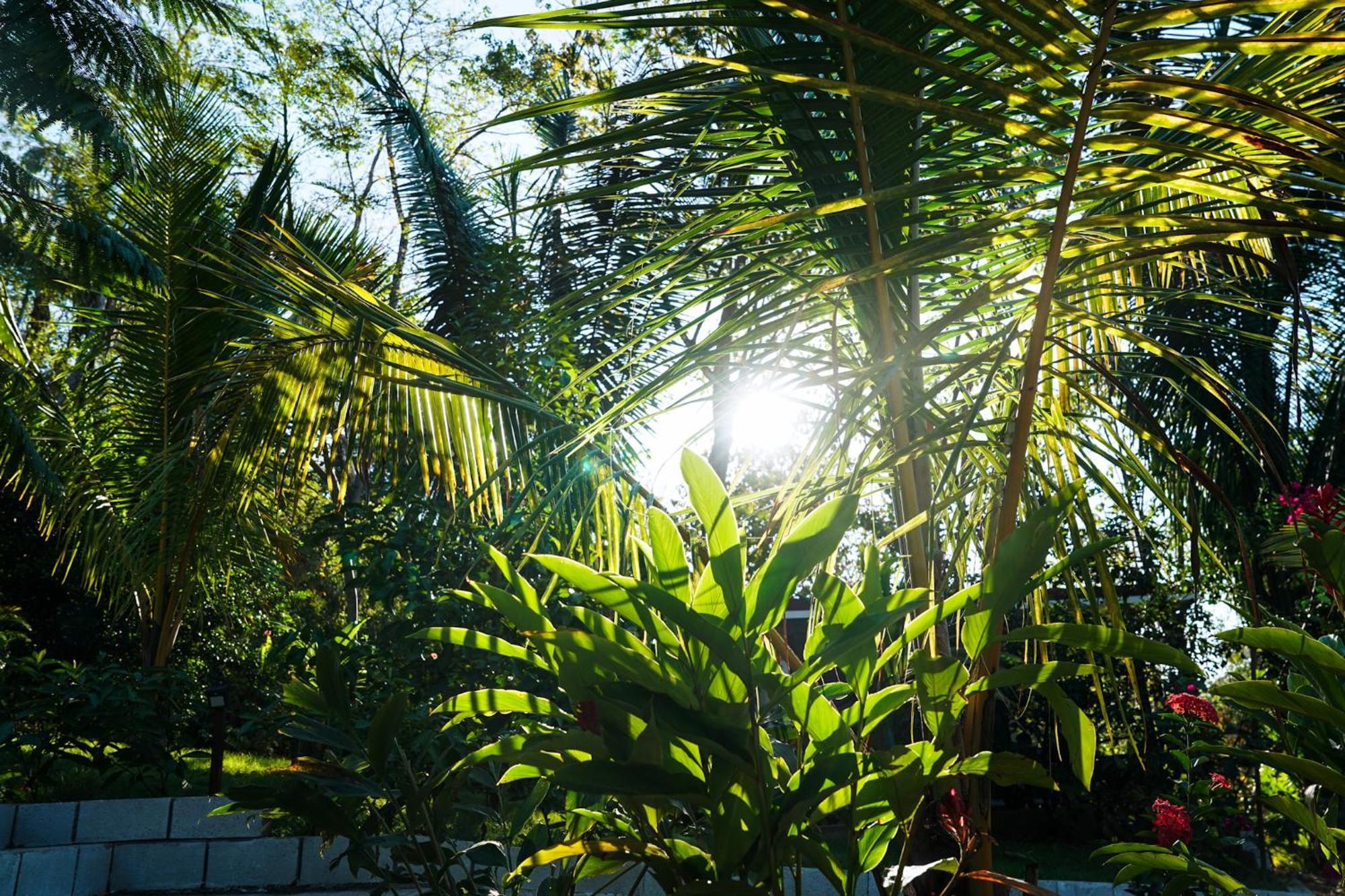 House In The Palm Forest Puerto Carrillo