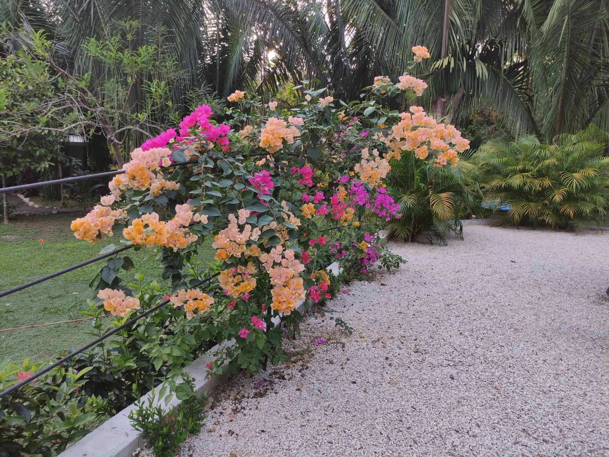 House In The Palm Forest Homestay Puerto Carrillo